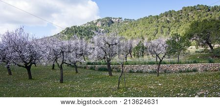 Blossoming Almond Trees