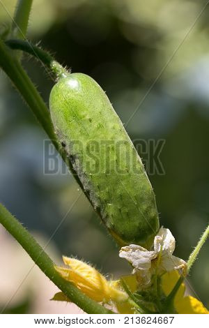 beautiful cucumber on a bush in nature .