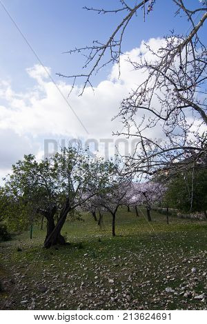 Blossoming Almond Trees