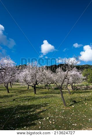 Blossoming Almond Trees