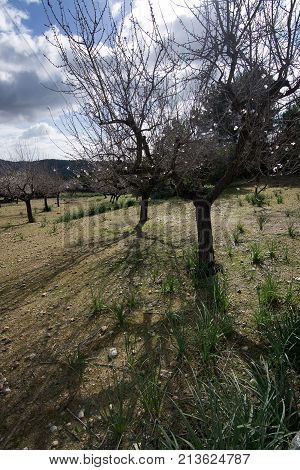 Blossoming Almond Trees