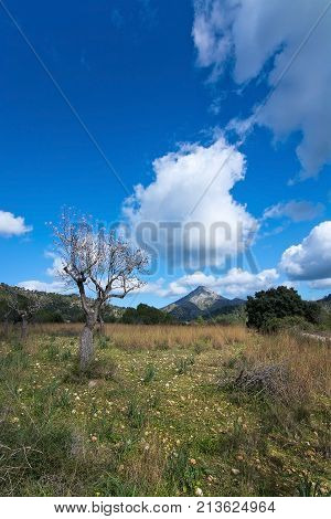 Blossoming Almond Trees
