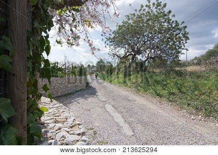 Blossoming Almond Trees
