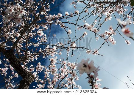 Blossoming Almond Trees