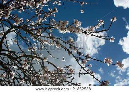 Blossoming Almond Trees