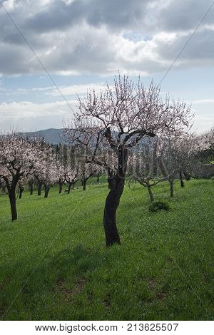 Blossoming Almond Trees