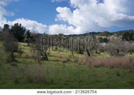 Blossoming Almond Trees
