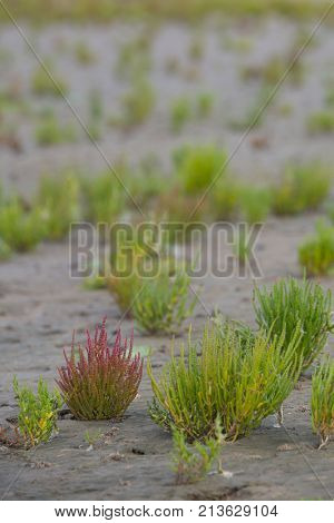 Samphire Growing In Sand At The Island Texel, The Netherlands