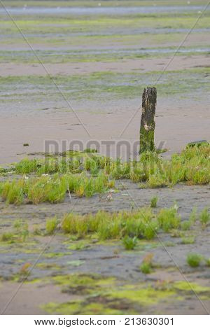 Samphire Growing In Sand At The Island Texel, The Netherlands
