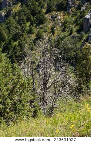 beautiful nature. Mountains in Kazakhstan . In the park in nature