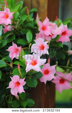 Bright pink mandevilla sanderi flowers climbing on woody pole. Rocktrumpet blooms.