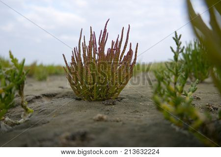 Samphire Growing In Sand At The Island Texel, The Netherlands