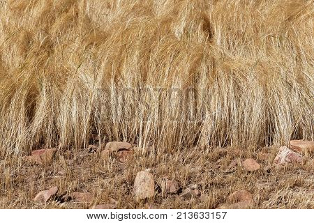 Detail Of A Teff Field During Harvest