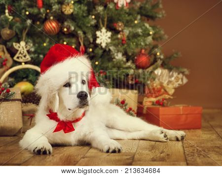 Christmas Dog White Puppy Retriever in Santa Hat Lying under Xmas Tee New Year Pet in Present Gifts
