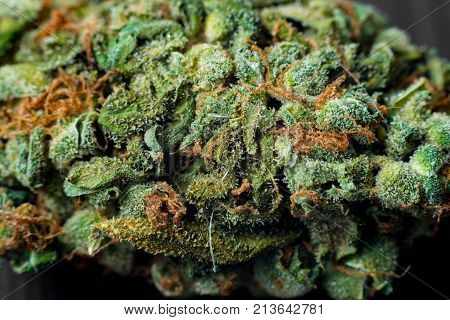 Macro photos of marijuana cones with leaves covered with trichomes. The cannabis plant clse view.