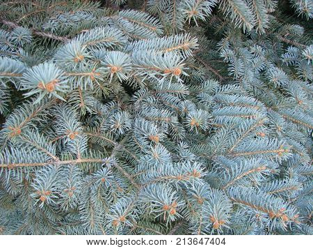 Photos Natural Background Branch Blue Spruce Growing In The Park. Shallow Depth Of Field