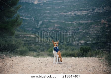 Adorable and cute funny little brown puppy or dog of basenji breed sits outside on hiking trail looks proud and fearless ready for adventure with canine