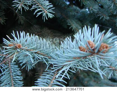 Photos Natural Background Branch Blue Spruce Growing In The Park. Shallow Depth Of Field