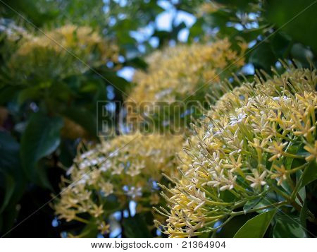 Buah Karang skov Blossom