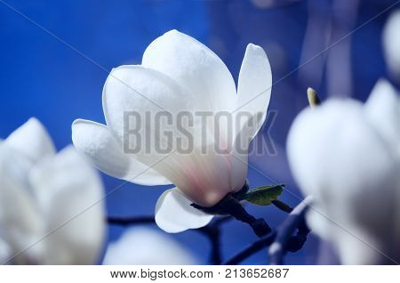 Close up picture of Magnolia flowers blooming in a spring. Hipster filtered square photo with beautiful bokeh background.