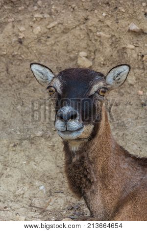 Femal Moufflon Ovis Musimon. Wildlife scene from nature. Safari Aitana, Penaguila, Spain
