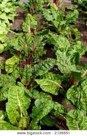 Mangold Garten
