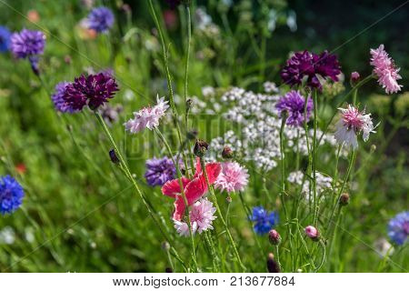 Beautiful meadow field with wild flowers. Spring or summer wildflowers closeup. Health care concept. Rural field. Alternative medicine. Environment.