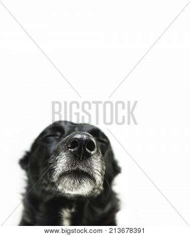 black cute dog isolated on white background