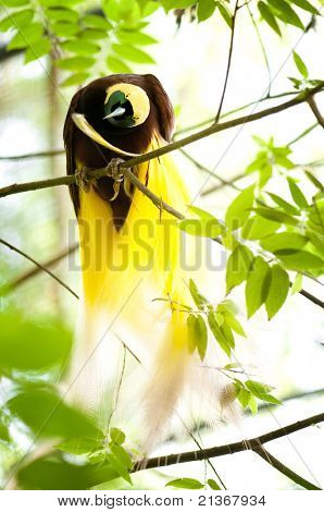 Küçük kuş cenneti veya Paradisaea küçük. Papua Yeni Gine en egzotik kuşlar biri.
