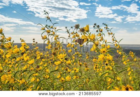 Beautiful butterfly in a field of yellow flowers on a windy cloudy day in west Texas