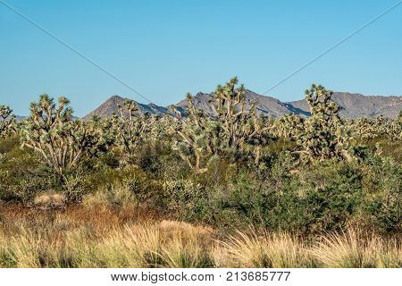 Large joshua tree grove and grasses in Arizona on a hot sunny day with blue sky