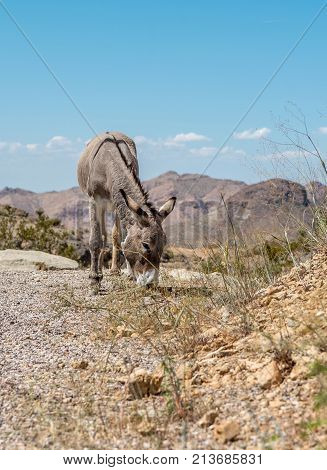 Wild burro grazing on the side of gravel road on a warm summer day in Arizona with blue sky