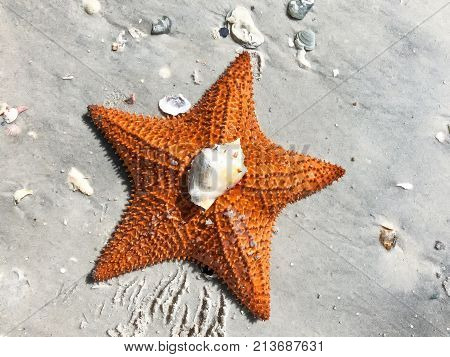 Large Orange Sea Star On The Sand