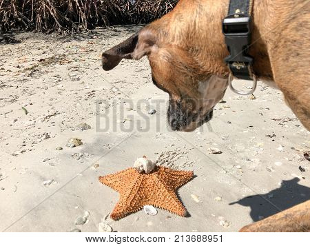 Dog Playing With Starfish (cushion Sea Star) On The Sand