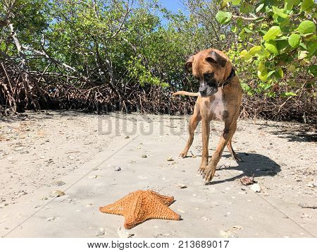 Dog Playing With Starfish (cushion Sea Star) On The Sand