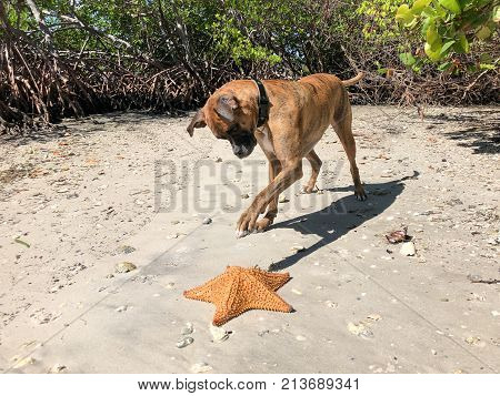 Dog Playing With Starfish (cushion Sea Star) On The Sand