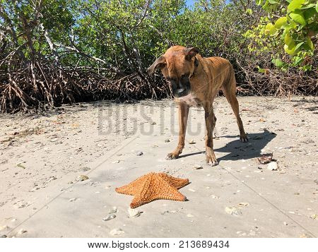 boxer dog and a starfish on the beach
