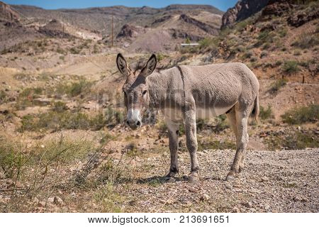 Wild burro grazing on the side of a gravel road in Arizona.