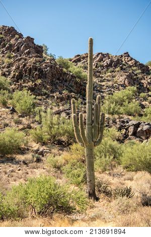 One saguaro cactus with many arms in the white tank mountains of Arizona on a warm sunny day