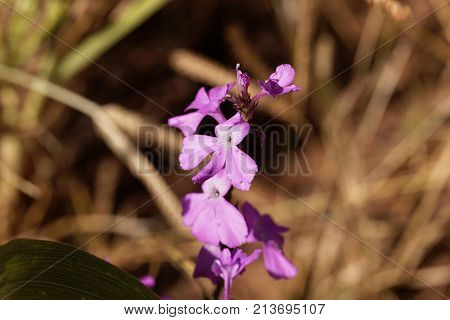 Flowers Of Giant Witchweed (striga Hermonthica)