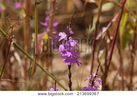 Flowers Of Giant Witchweed (striga Hermonthica)