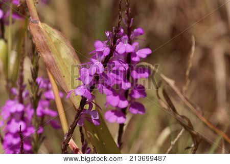 Flowers Of Giant Witchweed (striga Hermonthica)