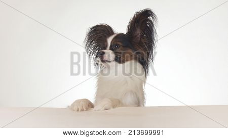 Beautiful young male dog Continental Toy Spaniel Papillon looks around close-up on a white background
