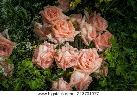Roses Flowers Decoration At Flower Market