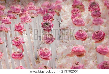Pink Lotus Flowers Decoration At Flower Market.