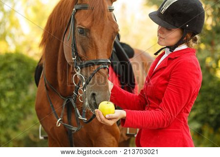 A cute jockey girl feeding a horse with an apple outdoors. Thanks for the workout. A pedigree horse for equestrian sport.