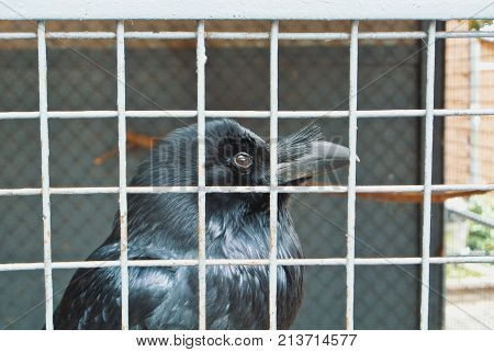 Close Up Of A Head Of A Black Raven Crow In Old Vintage Metal Cage.