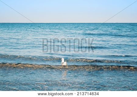 A Seagull Floating On Blue Transparent Waves Of The Sea Lake Ocean Near The Beach In The Evening Sun