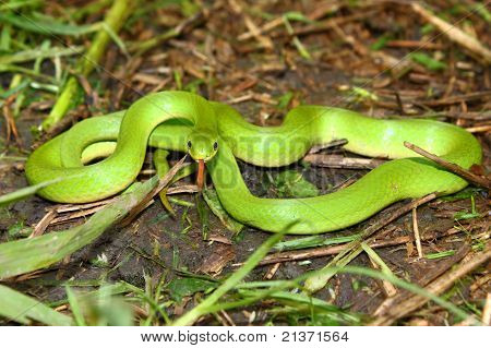 Green Schlingnatter (Grasnattern Vernalis)