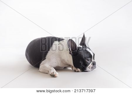 Side view of Boston Terrier or Boston Bull lying on a grey background in studio shot.